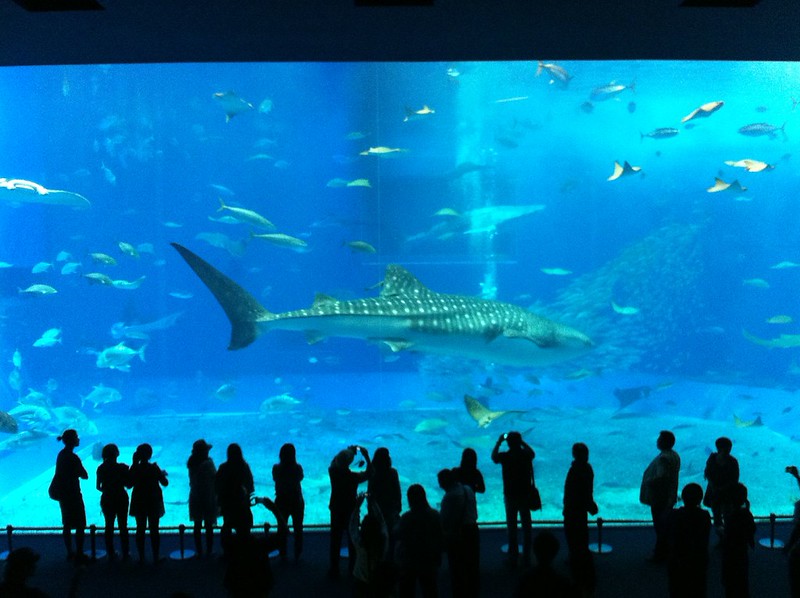 Requin-baleine à l'aquarium d'Okinawa